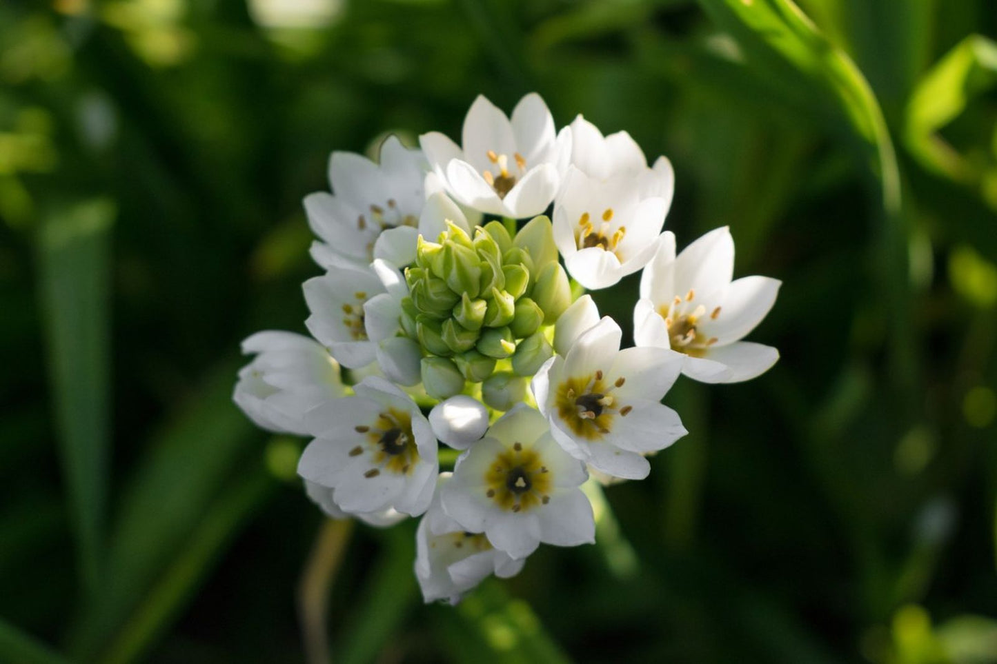 Amithogalum