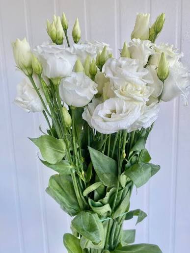 Lisianthus