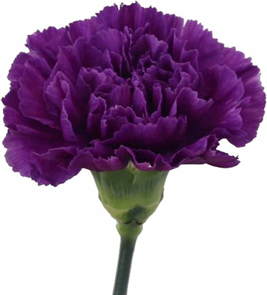 Clavel