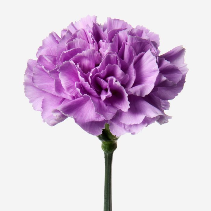 Clavel