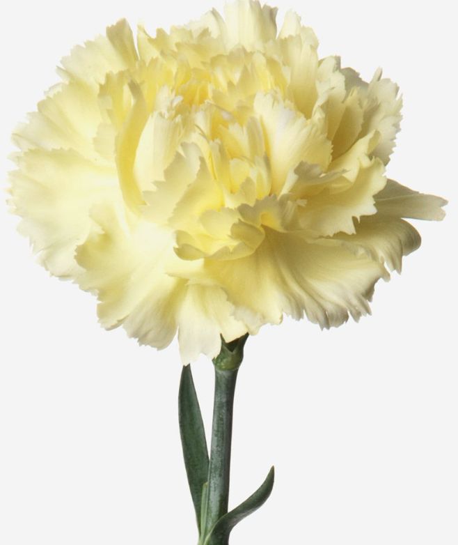 Clavel