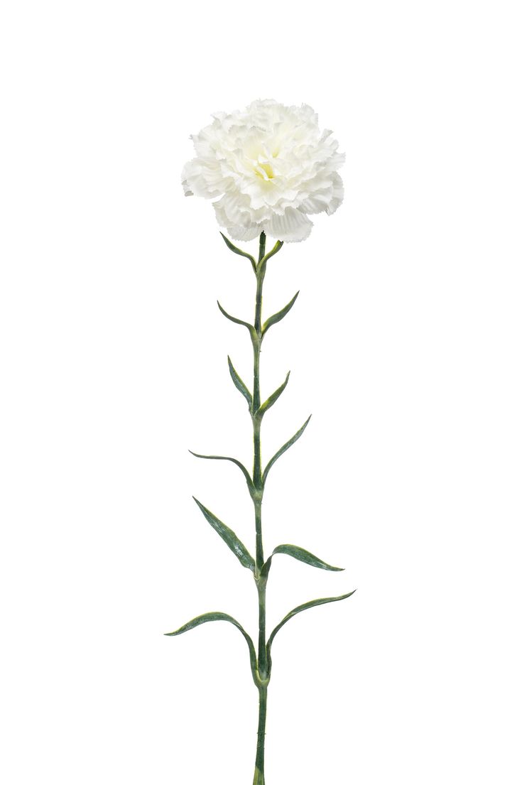 Clavel