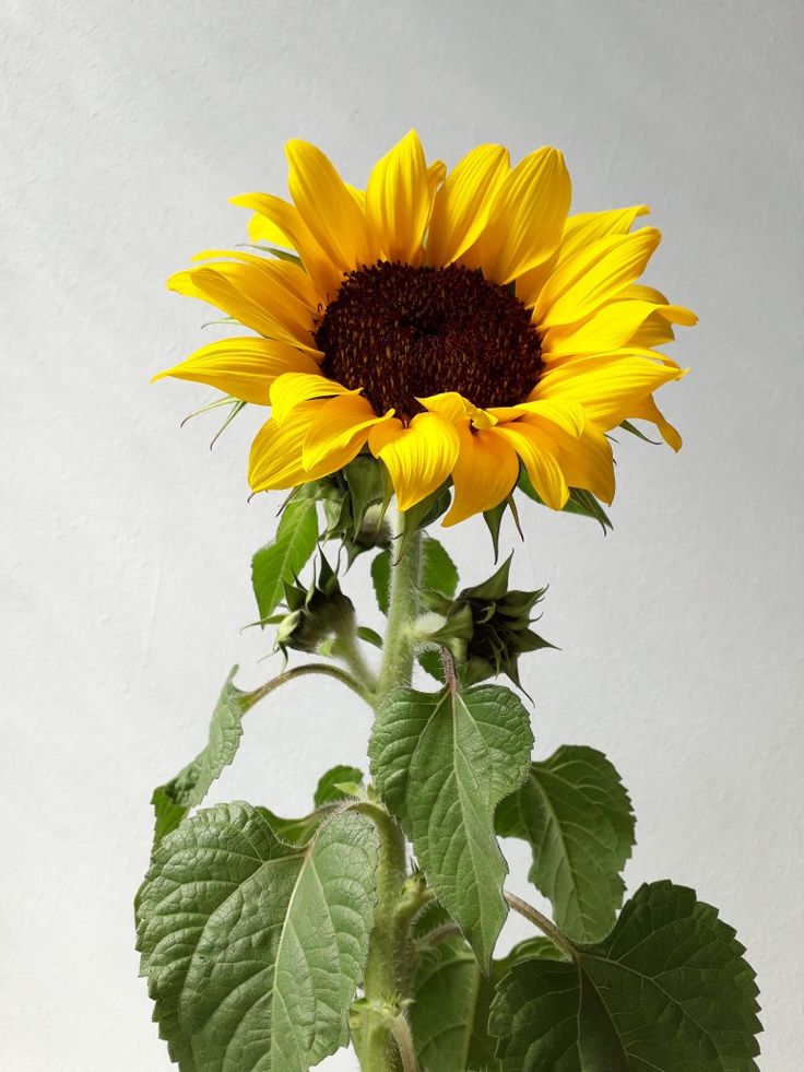 Girasol exportacion