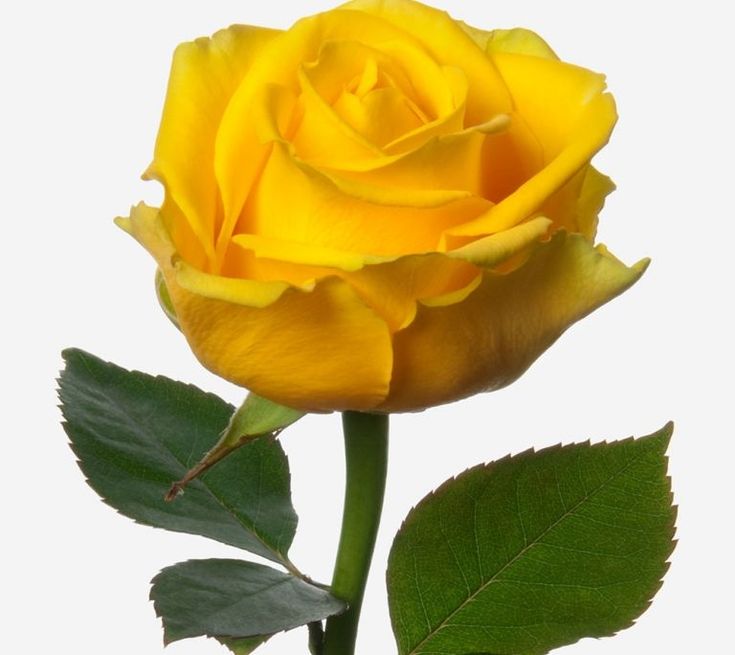 Rosa exportación