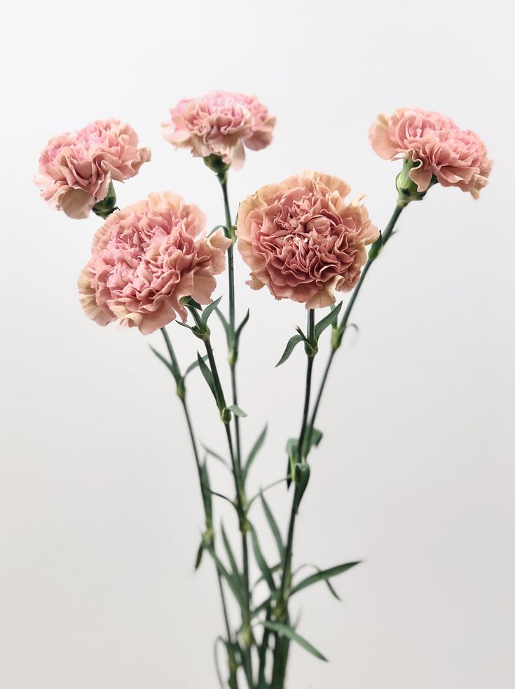 Clavel