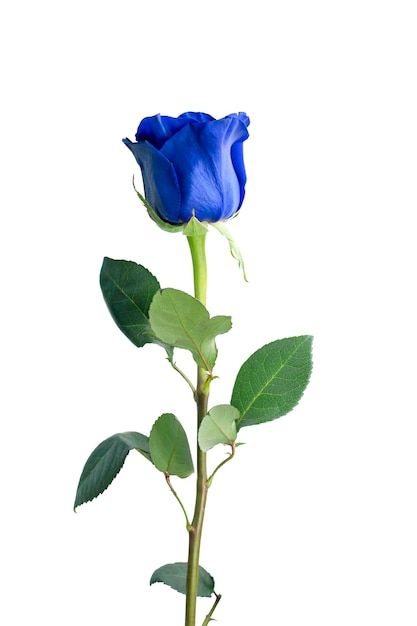 Rosa exportación