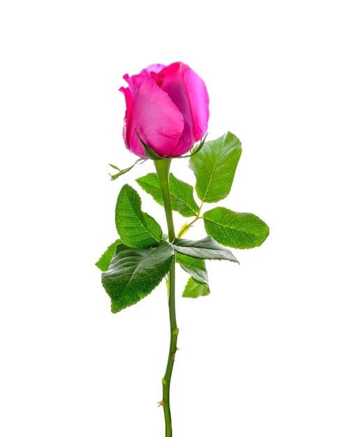 Rosa exportación