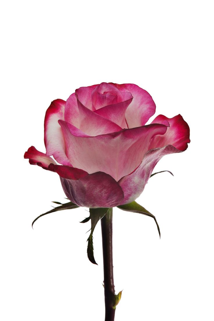 Rosa exportación