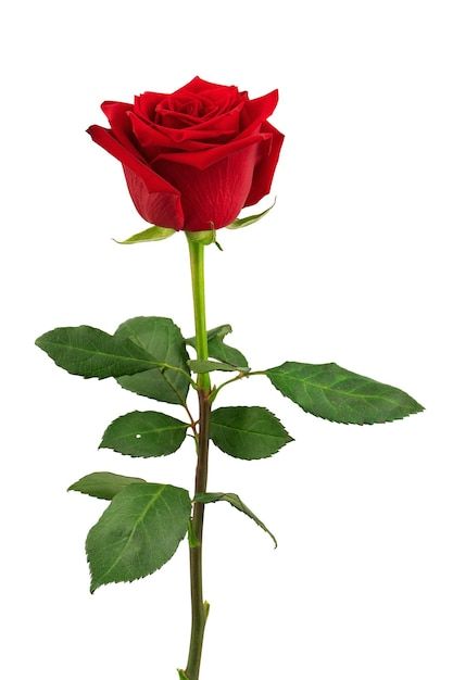 Rosa exportación