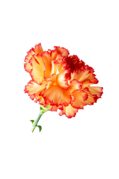 Clavel