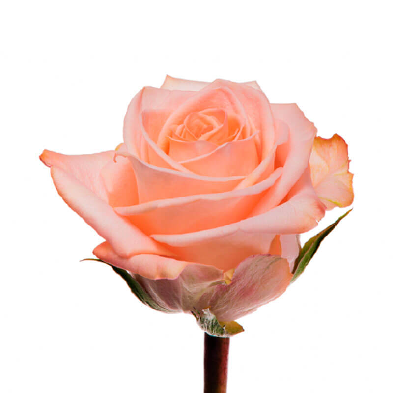 Rosa exportación