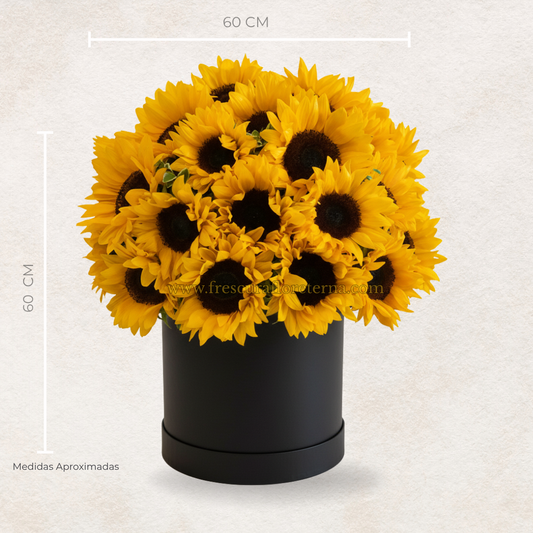 box de girasoles