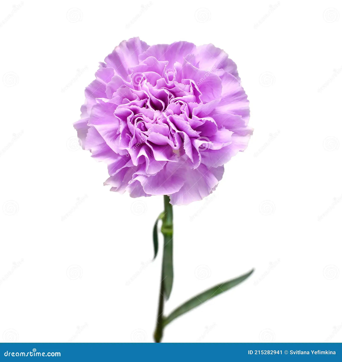 Clavel