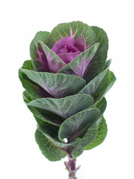 Flor de Repollo