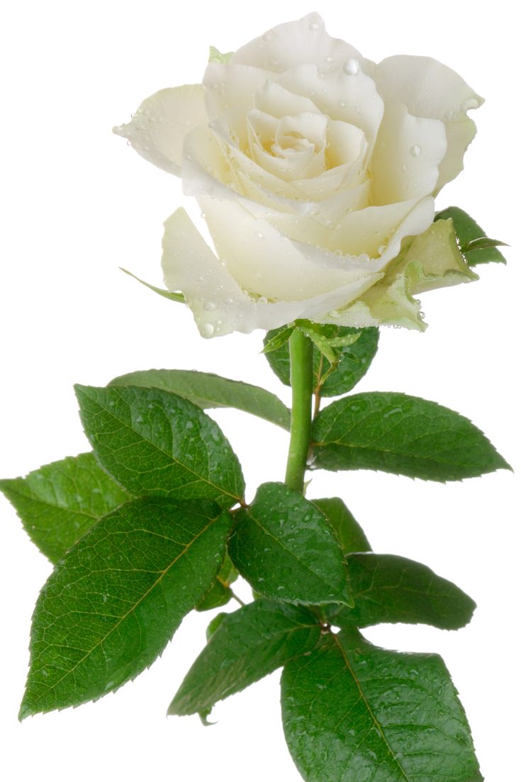 Rosa exportación