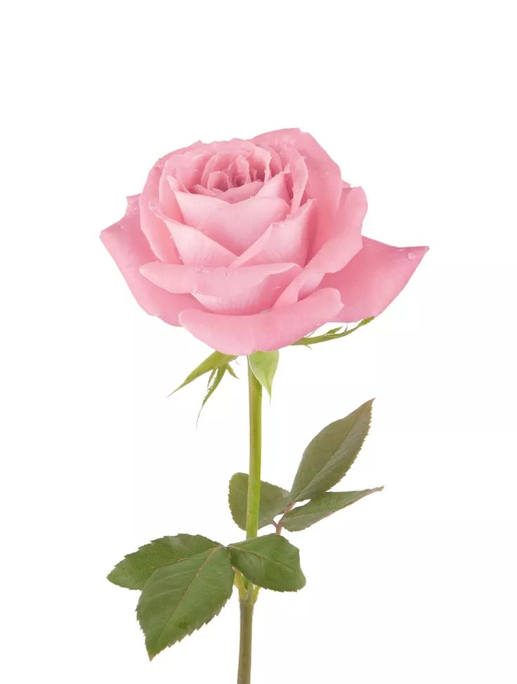 Rosa exportación