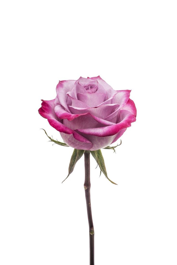 Rosa exportación
