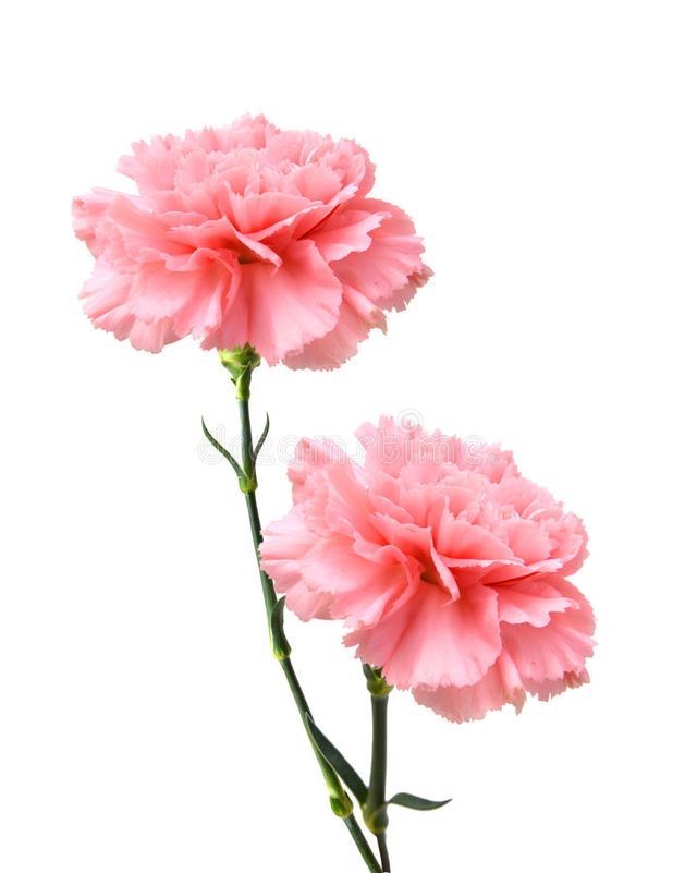 Clavel