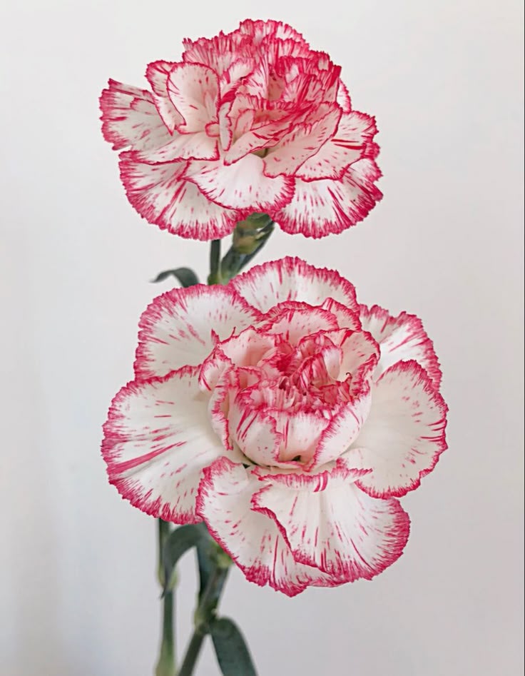 Clavel