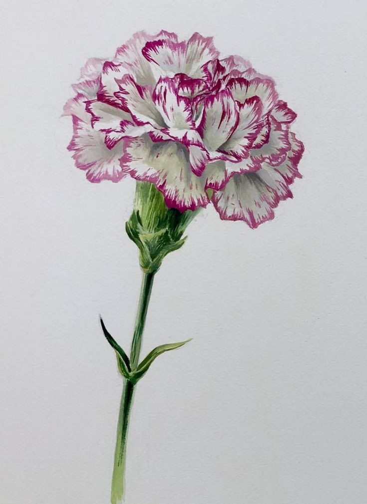 Clavel