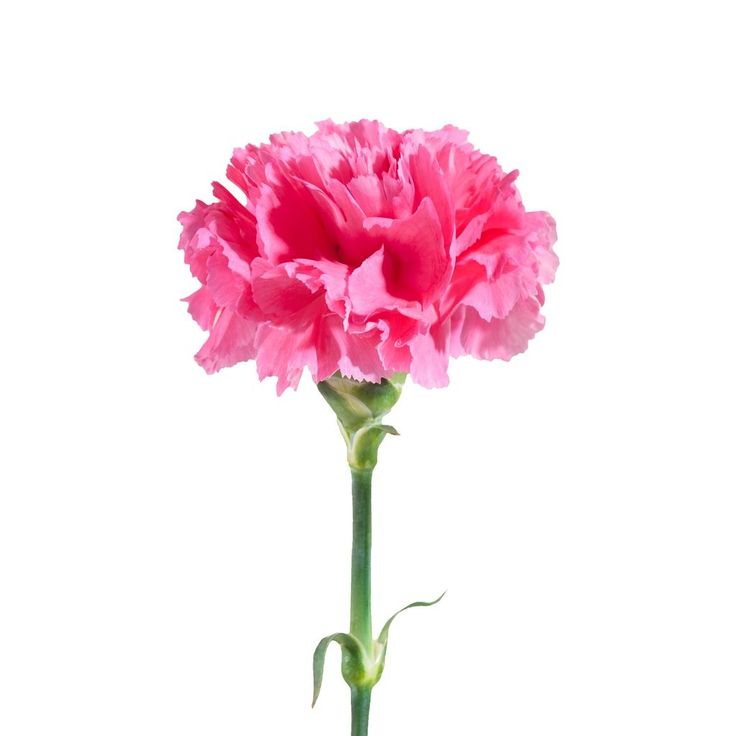 Clavel