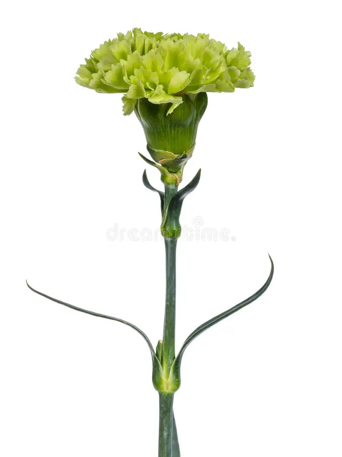 Clavel