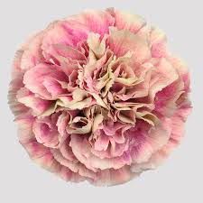 Clavel