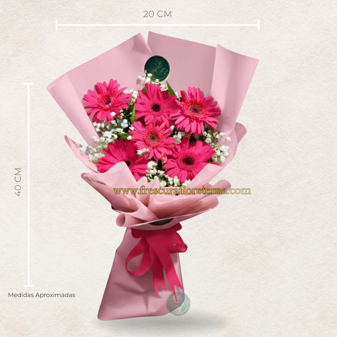 luxury de 6 gerveras fucsias