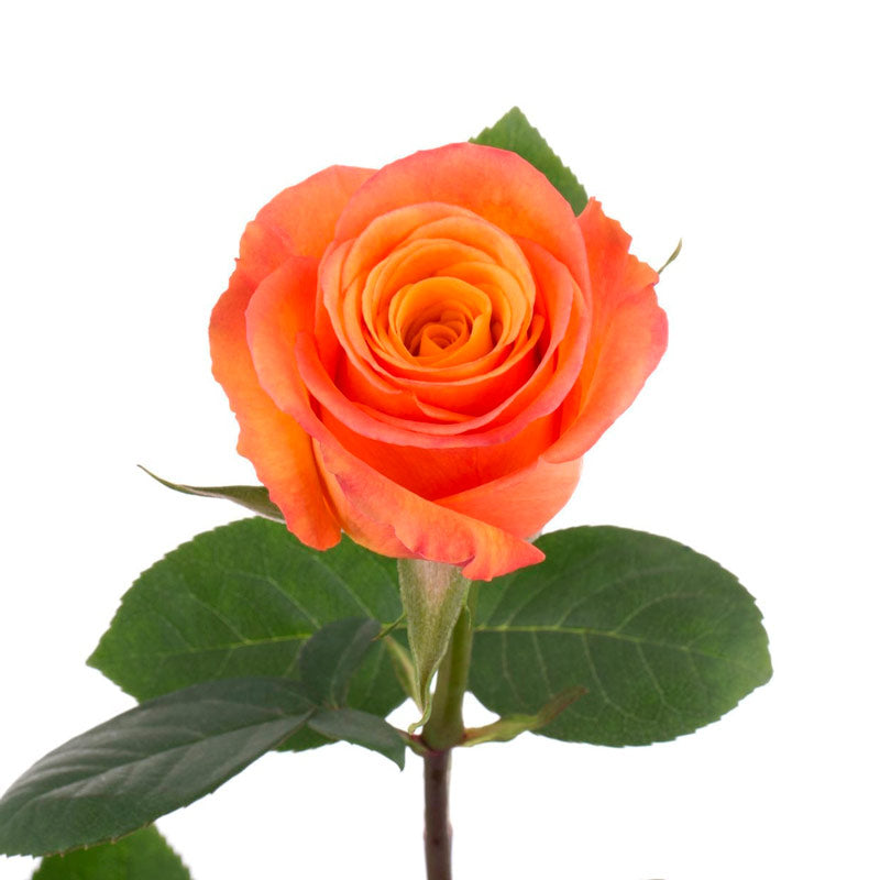 Rosa exportación